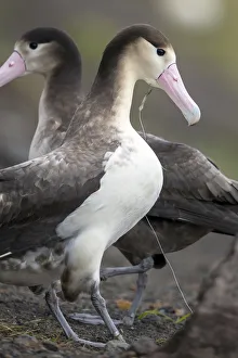 Short tailed albatross (Phoebastria albatrus) subadult with fish-hook and monofilament Short tailed albatross (Phoebastria albatrus) subadult with fish-hook and monofilament
