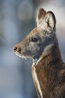 Siberia, n musk deer (Moschus moschiferus) Irkutsk, Siberia, Russia. March Siberia, n musk deer (Moschus moschiferus) Irkutsk, Siberia, Russia. March