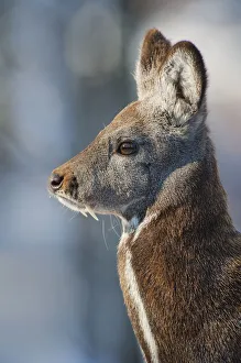 Siberian musk deer (Moschus moschiferus) male, Irkutsk, Russia. March Siberian musk deer (Moschus moschiferus) male, Irkutsk, Russia. March
