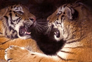 Images Dated 14th March 2007: Siberian tiger {Panthera tigris altaica} two cubs play fighting, captive