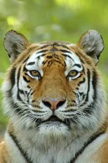 Siberian tiger {Panthera tigris altaica} face portrait, captive Siberian tiger {Panthera tigris altaica} face portrait, captive
