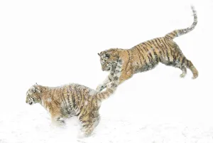 Two Siberian tigers {Panthera tigris altaica} leaping in snow, captive Two Siberian tigers {Panthera tigris altaica} leaping in snow, captive