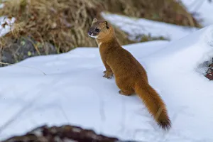 Siberian weasel (Mustela sibirica) standing in snow. Jiudingshan Nature Reserve Siberian weasel (Mustela sibirica) standing in snow. Jiudingshan Nature Reserve