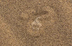 Sidewinder / Peringueys adder (Bitis peringueyi) lying in wait, buried in sand Sidewinder / Peringueys adder (Bitis peringueyi) lying in wait, buried in sand