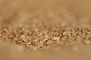 Sidewinding adder (Bitis peringueyi) hidden in the sand. Swakopmund, Namibia Sidewinding adder (Bitis peringueyi) hidden in the sand. Swakopmund, Namibia