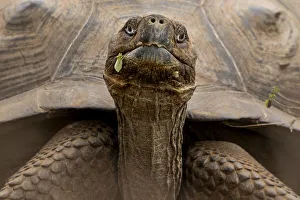 Sierra Negra giant tortoise (Chelonoidis guntheri) Isabela Island, Galapagos Islands Sierra Negra giant tortoise (Chelonoidis guntheri) Isabela Island, Galapagos Islands