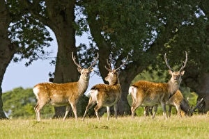 Images Dated 7th August 2009: Sika deer (Cervus nippon) stags in summer coat, Arne RSPB Reserve, Dorset, England