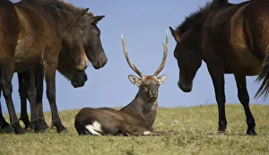 A Sika deer stag rests among a band of wild Misaki-uma horses (Equus ferus caballus) A Sika deer stag rests among a band of wild Misaki-uma horses (Equus ferus caballus)