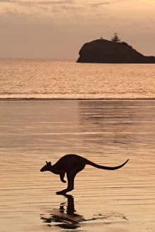 Silhouette of an Agile wallaby (Macropus agilis) hopping along the beach at dusk Silhouette of an Agile wallaby (Macropus agilis) hopping along the beach at dusk
