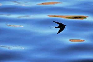 Editor's Picks: Silhouette of Barn Swallow (Hirundo rustica) flying over water, hawking for insects