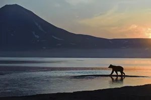 Silhouette of Brown bear (Ursus arctos) beside Lake Kuril at dawn, Kamchatka, Far east Russia Silhouette of Brown bear (Ursus arctos) beside Lake Kuril at dawn, Kamchatka, Far east Russia