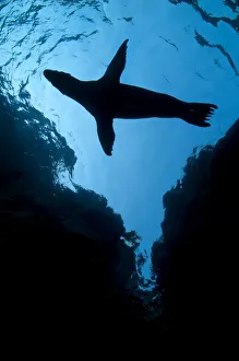 A silhouette of a California sealion pup (Zalophus californianus) next to cliffs A silhouette of a California sealion pup (Zalophus californianus) next to cliffs