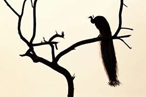 Silhouette of Common peafowl (Pavo cristatus) perched in a tree at dawn