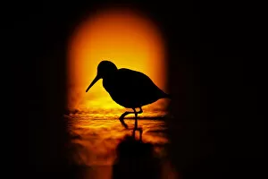 Calidris Gallery: Silhouette of Dunlin (Calidris alpina) foraging in shallow waters in front of the rising sun