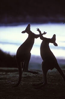 Images Dated 25th September 2006: Silhouette of Eastern Grey Kangaroo {Macropus giganteus} males boxing, New South Wales