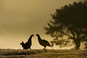 Silhouette of two male Black grouse (Tetrao tetrix) displaying at lek at dawn, Cairngorms NP Silhouette of two male Black grouse (Tetrao tetrix) displaying at lek at dawn, Cairngorms NP