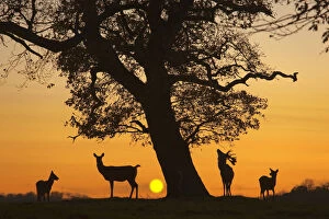 Images Dated 20th April 2011: Silhouette of Red deer (Cervus elaphus) stag, hind and fawns at sunset, Norfolk, UK