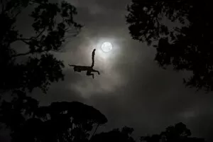 Images Dated 21st November 2010: Silhouette of Red-fronted brown lemur (Eulemur rufus) leaping across gap in trees by moonlight
