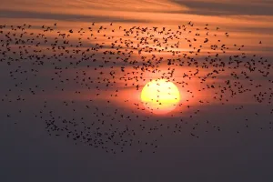 Silhouette of waders flying to roost at sunset, Snettisham RSPB reserve, The Wash Silhouette of waders flying to roost at sunset, Snettisham RSPB reserve, The Wash