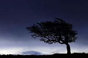 Images Dated 24th October 2008: Silhouette of weathered, windswept hawthorn tree on stormy morning sky, Near Lynton, Devon, UK