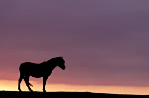 Silhouetted Dartmoor pony (Equus caballus) at sunrise, Combestone Tor, Dartmoor National Park Silhouetted Dartmoor pony (Equus caballus) at sunrise, Combestone Tor, Dartmoor National Park