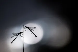 Silhouetted emerald damselflies (Lestes sponsa) resting on a reed, Devon, England, UK Silhouetted emerald damselflies (Lestes sponsa) resting on a reed, Devon, England, UK