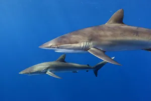 Silky shark (Carcharhinus falciformis), Jardines de la Reina / Gardens of the Queen Silky shark (Carcharhinus falciformis), Jardines de la Reina / Gardens of the Queen