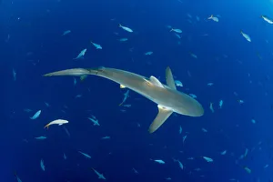 Silky shark (Carcharhinus falciformis) San Benedicto Island, Revillagigedo Archipelago Silky shark (Carcharhinus falciformis) San Benedicto Island, Revillagigedo Archipelago