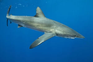 Chondrichthyes Gallery: Silky shark (Carcharhinus falciformis). Cocos Island National Park, Costa Rica