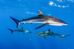 Silky shark (Carcharhinus falciformis), three in Caribbean Sea off Gardens of the Silky shark (Carcharhinus falciformis), three in Caribbean Sea off Gardens of the