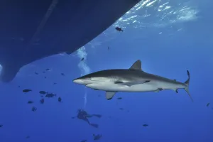 Silky shark (Carcharhinus falciformis) close to the surface Silky shark (Carcharhinus falciformis) close to the surface