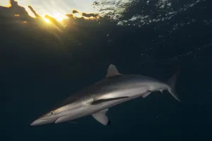 Silky Shark (Carcharhinus falciformis) with hook, Jardines de la Reina / Gardens of the Silky Shark (Carcharhinus falciformis) with hook, Jardines de la Reina / Gardens of the