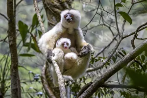 Silky sifaka (Propithecus candidus), female with baby sitting in rainforest understorey Silky sifaka (Propithecus candidus), female with baby sitting in rainforest understorey