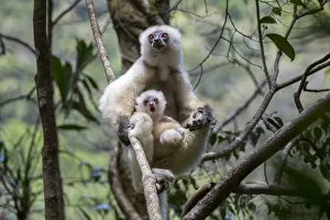 Silky sifaka (Propithecus candidus) female with baby sitting amongst branches in Silky sifaka (Propithecus candidus) female with baby sitting amongst branches in