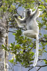 Silky sifaka (Propithecus candidus) in tree, Marojejy National Park, Madagascar Silky sifaka (Propithecus candidus) in tree, Marojejy National Park, Madagascar