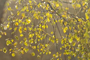 Silver birch (Betula pendula) leaves in autumn, Glen Affric, Highland, Scotland, UK Silver birch (Betula pendula) leaves in autumn, Glen Affric, Highland, Scotland, UK