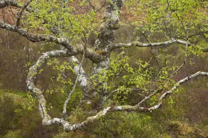 Silver birch (Betula pendula) in spring. Beinn Eighe National Nature Reserve. Scotland Silver birch (Betula pendula) in spring. Beinn Eighe National Nature Reserve. Scotland