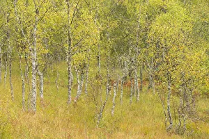 Silver birch (Betula pendula) trees in early autumn, Craigellachie National Nature Reserve Silver birch (Betula pendula) trees in early autumn, Craigellachie National Nature Reserve