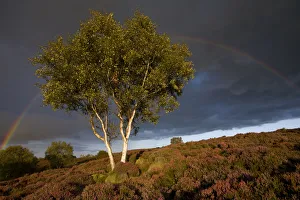 Silver Birch {Betula pendula / verrucosa} on heather moorland with stormy sky and rainbow Silver Birch {Betula pendula / verrucosa} on heather moorland with stormy sky and rainbow