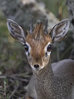 Silver Dik-dik (Madoqua piacentinii) portrait, Masai Mara, Kenya. March Silver Dik-dik (Madoqua piacentinii) portrait, Masai Mara, Kenya. March