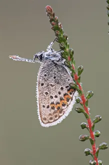Silver studded blue butterfly {Plebejus argus} Kalmthoutse Heide, Belgium Silver studded blue butterfly {Plebejus argus} Kalmthoutse Heide, Belgium