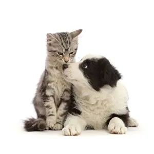 Silver tabby kitten, Freya, 3 months, nose-to-nose with black-and-white Border Collie Silver tabby kitten, Freya, 3 months, nose-to-nose with black-and-white Border Collie