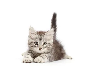 Silver tabby kitten, Freya, age 8 weeks Silver tabby kitten, Freya, age 8 weeks