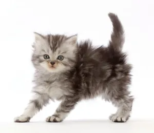 Silver tabby Persian-cross kitten arching back in playful confrontation Silver tabby Persian-cross kitten arching back in playful confrontation