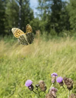 Silver washed fritillary butterfly (Argynnis paphia) female in flight with thistles Silver washed fritillary butterfly (Argynnis paphia) female in flight with thistles