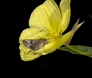 Silver Y moth (Autographa gamma) nectaring on Evening primrose (Oenothera glazioviana) Silver Y moth (Autographa gamma) nectaring on Evening primrose (Oenothera glazioviana)