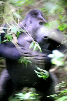 Requests Gallery: Silverback male Eastern lowland gorilla (Gorilla beringei graueri