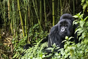 Images Dated 8th March 2012: Silverback Mountain gorilla (Gorilla beringei) in the bamboo forest, this is Munyinya