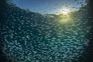 Images Dated 6th July 2014: Silversides (Atherinomorus lacunosus) school just below surface in evening light