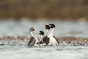 Silvery grebe (Podiceps occipitalis) attempting to join Hooded grebes (Podiceps gallardoi) Silvery grebe (Podiceps occipitalis) attempting to join Hooded grebes (Podiceps gallardoi)